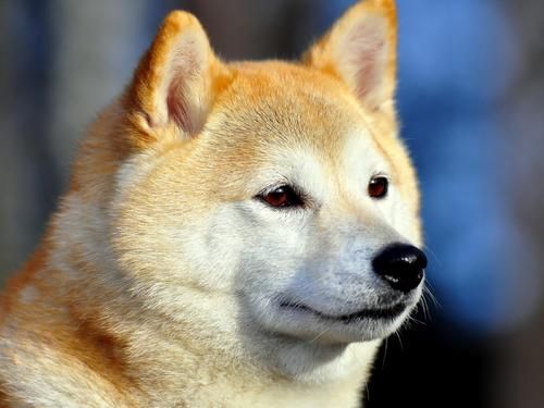 秋田犬价格多少钱一只？