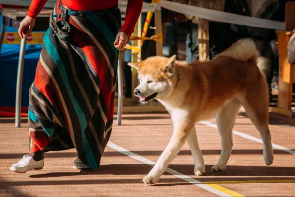 秋田犬价格多少钱一只？