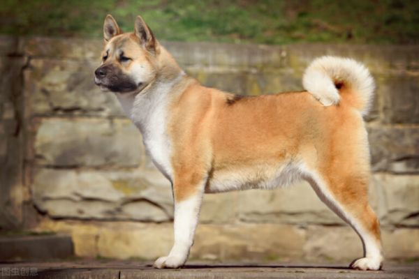 秋田犬价格多少钱一只？
