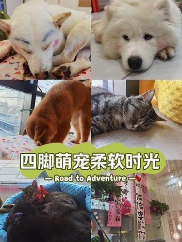 四脚萌宠柔软时光