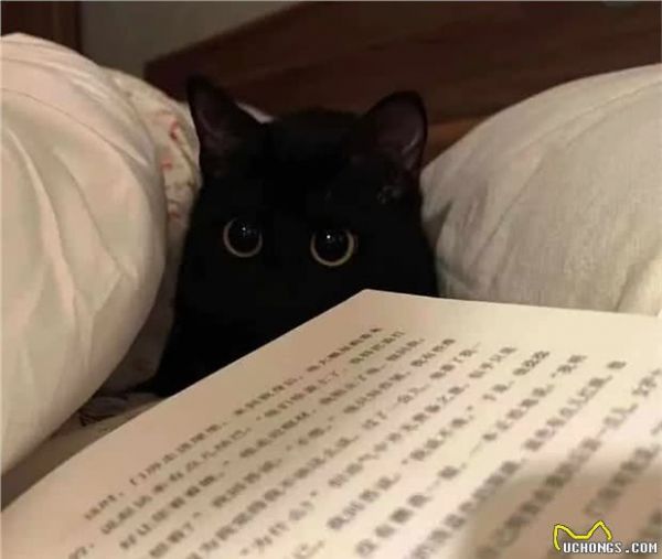 有什么好养的宠物吗？