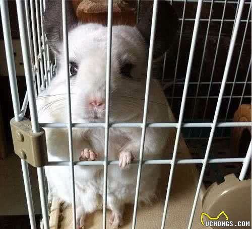 有什么好养的宠物吗？