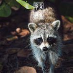 北美浣熊多少钱一只?在哪里买?-华众趣宠