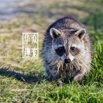 北美浣熊多少钱一只?在哪里买?-华众趣宠