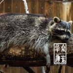 北美浣熊多少钱一只?在哪里买?-华众趣宠