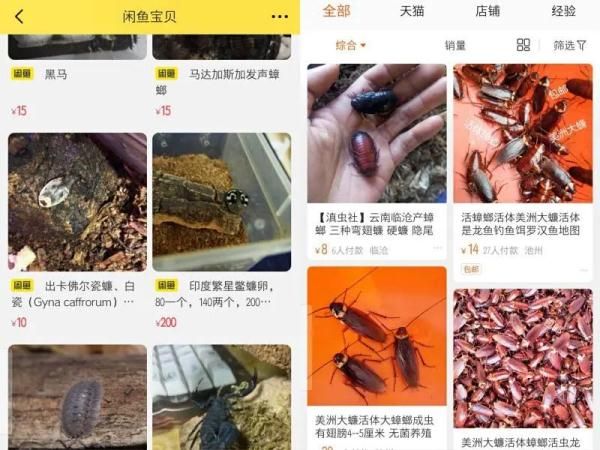 头皮发麻！这种蟑螂竟被当成宠物？网上一只100元