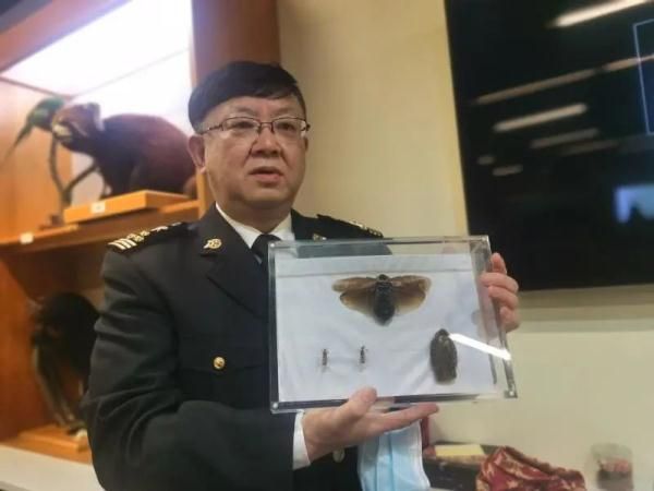 头皮发麻！这种蟑螂竟被当成宠物？网上一只100元