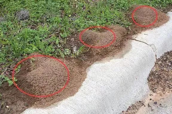 头皮发麻！这种蟑螂竟被当成宠物？网上一只100元