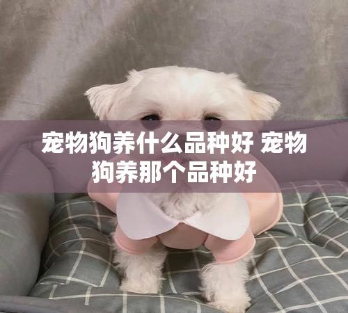 宠物狗养什么品种好 宠物狗养那个品种好