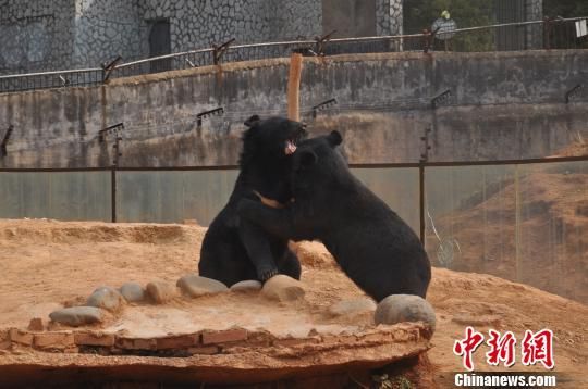 两只黑熊在云南省野生动物收容拯救中心嬉戏。 白拓 摄