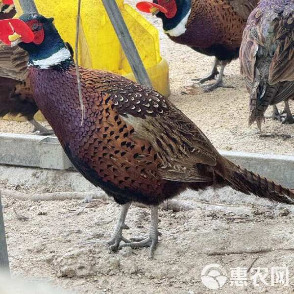 成年山鸡七彩山鸡孔雀蓝月子鸡活体发货观赏鸡宠物山鸡