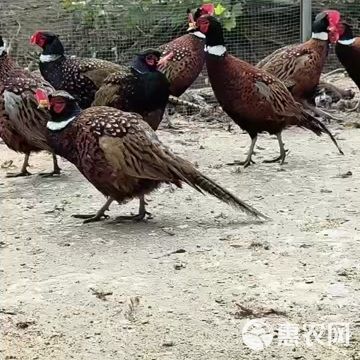成年山鸡七彩山鸡孔雀蓝月子鸡活体发货观赏鸡宠物山鸡