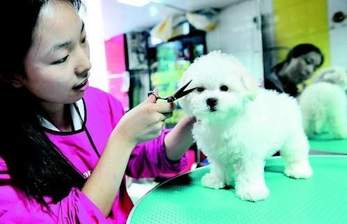 解惑为什么宠物美容比人美容还要贵