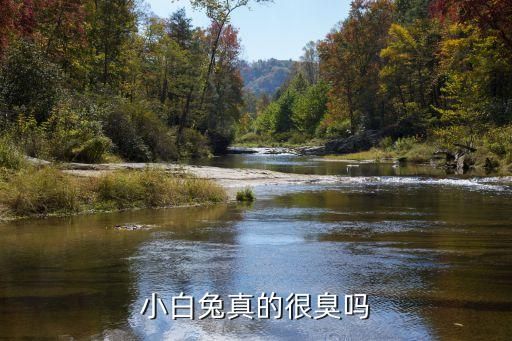 小白兔真的很臭吗