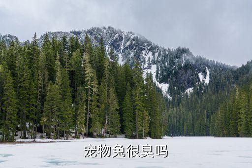 宠物兔很臭吗