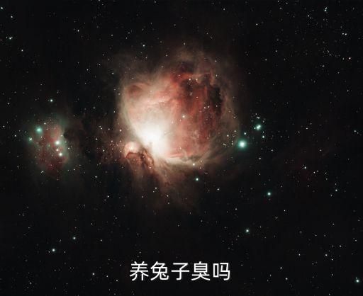 养兔子臭吗