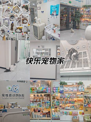 喵咪享受美容院悠闲~