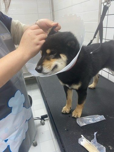 宠物洗澡记