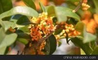 成都银杏销售价格/润华苗木供/成都桂花/成都银杏销售价格成都银杏销售价格