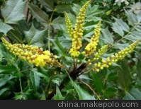 温江苗圃网/润华苗木供/功劳批发/温江苗圃网温江苗圃网