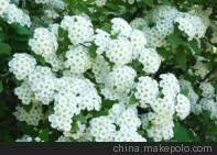 瓶兰花价格/润华苗木供/六月雪/瓶兰花价格成都瓶兰花