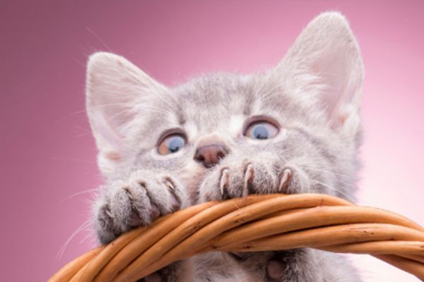 宠物学校 猫