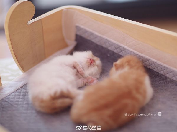豌豆和蚕豆~