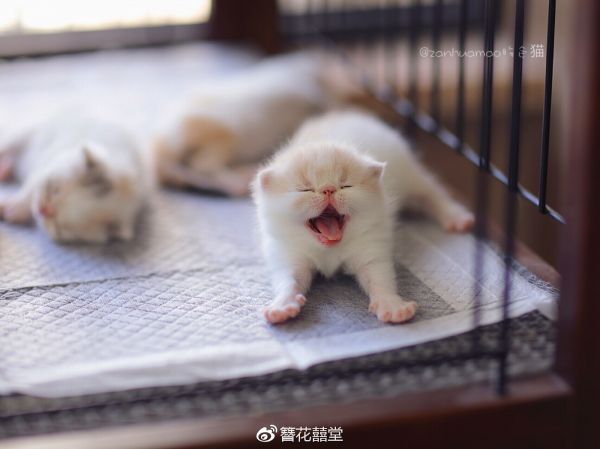 萌萌~萌萌~萌萌萌