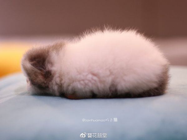 好大一坨棉花糖~
