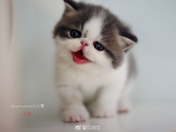 最会打呼的山茶~