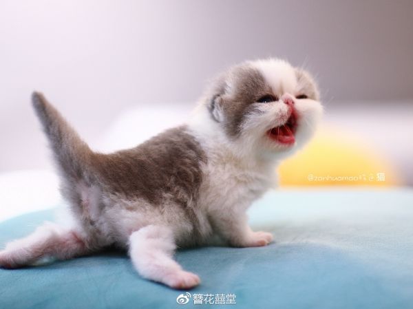 嗷嗷待哺~
