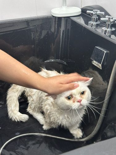 宠物洗澡记！看出我无辜的眼神么？