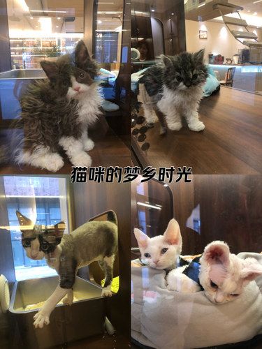 放松喵～心情也融化