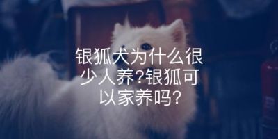 银狐犬为什么很少人养?银狐可以家养吗?