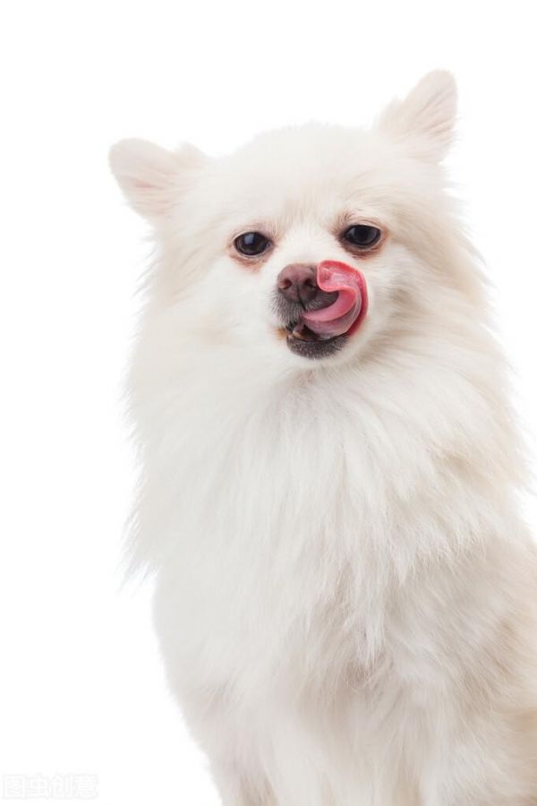 狗狗能吃车厘子吗?了解车厘子对狗的影响