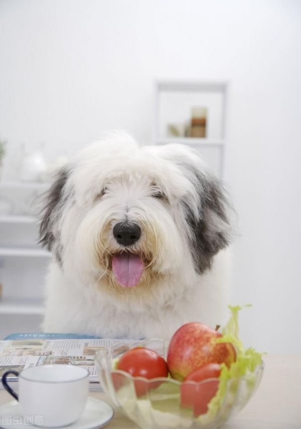 狗狗能吃车厘子吗?了解车厘子对狗的影响