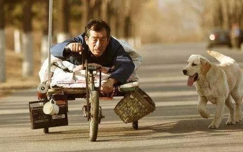 抱着狗狗在家看一场宠物题材的电影，也是不错的选择，来挑一部吧