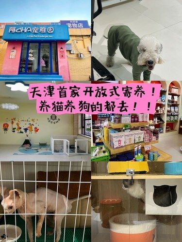 天津首家开放式寄养！养猫养狗的都去！！