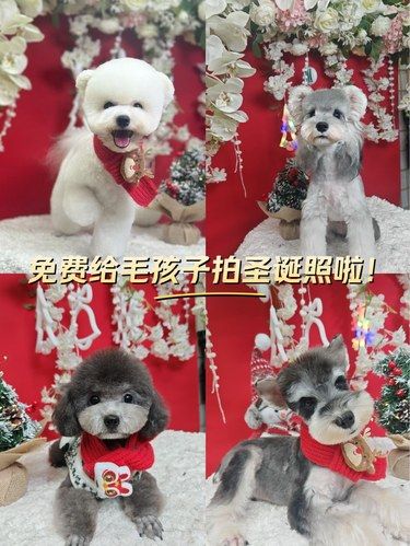 免费给毛孩子拍圣诞照片啦！