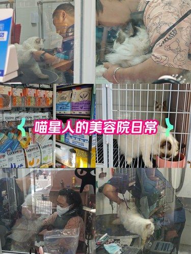 暖心怀抱～猫咪美容时