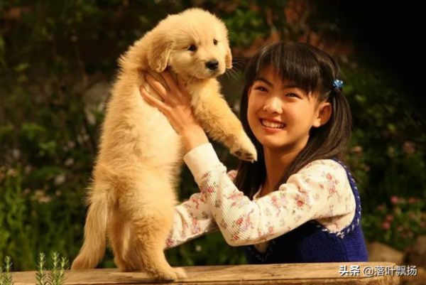 吃了这狗粮,16部狗狗的经典电影,每一部都让人感动
