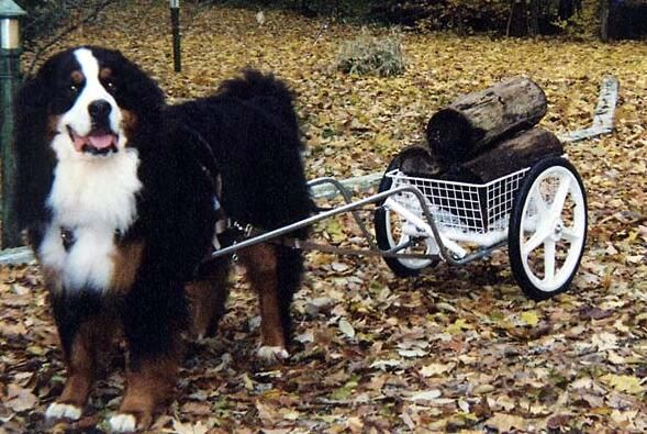 解决伯恩山犬吃多了小妙招