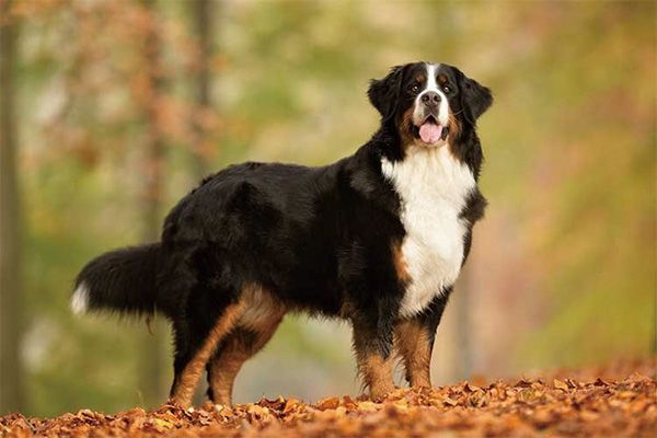 伯恩山犬