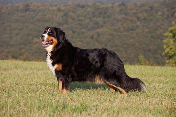 伯恩山犬