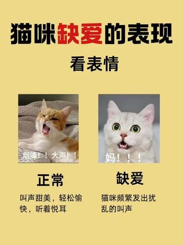 猫咪缺爱的六个表现你知道吗？