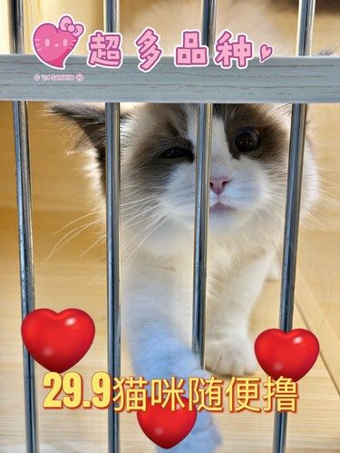 上海能和猫岛媲美的就这里！小朋友来了舍不得走
