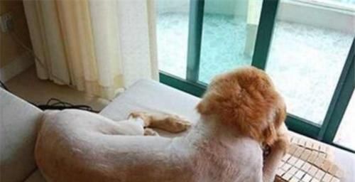 如何正确给宠物狗狗剪毛（注意事项、工具准备、步骤分析、细节把控、安全防范）