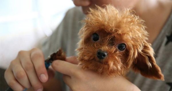 如何正确给宠物狗狗剪毛（注意事项、工具准备、步骤分析、细节把控、安全防范）