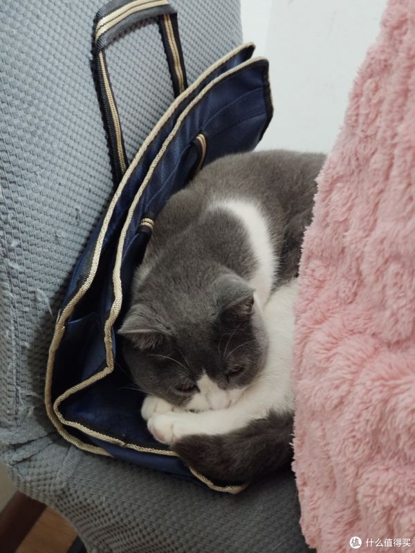 肥肥猫猫