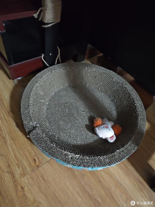养小猫需要提前注意什么？